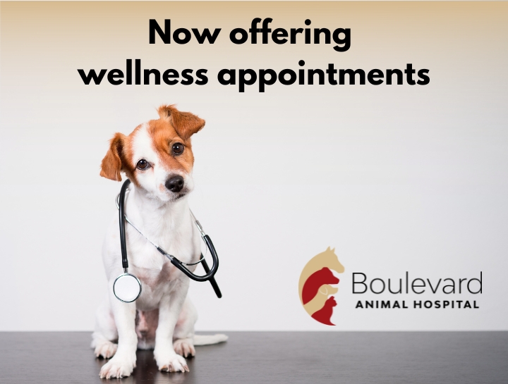 Now Offering Wellness Appointments!