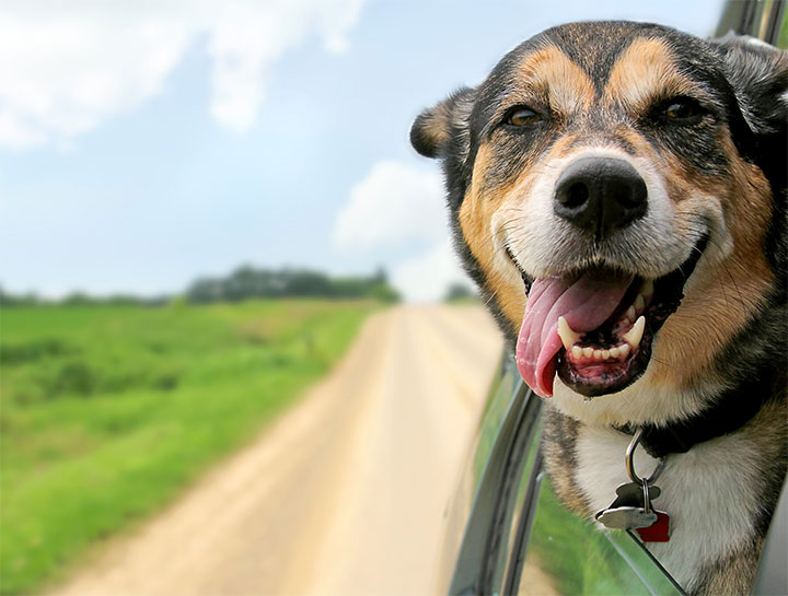 Shelby Pet Dentists